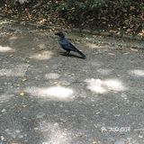 那个水池的水貌似可以直接饮用