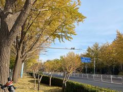 -三里屯东五街银杏大道