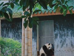 -广州动物园
