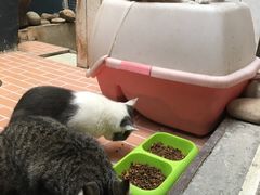 -猫咪博物馆(顶澳仔猫街店)