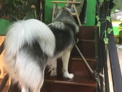 -李小姐の猫咖啡馆(五角场店)