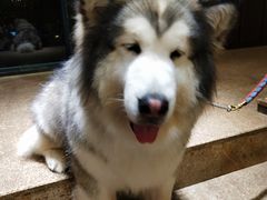 -more than meow吴止猫主题餐厅(承德 中船汇店)