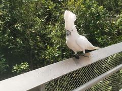 -新加坡飞禽公园