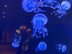 -三亚亚特兰蒂斯度假区