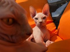 -飞行喵MR PILOT|猫舍·猫咖(静安大融城店)