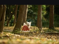 -派特宠物医院(圆融广场店)