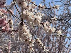 -桃花堤公园