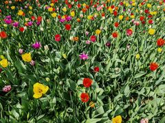 -洛阳郁金香牡丹园