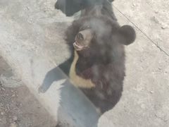 -新疆天山野生动物园