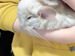 -藦茜花园宠物主题亲子互动体验馆(国顺东路店)