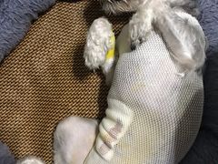 -联合动物医院(光谷诊疗中心)