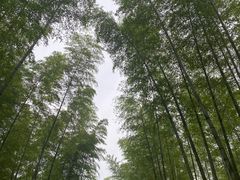 -镇江市南山风景名胜区竹林景区