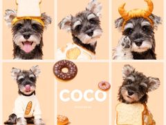 -翊宠yipet猫狗购宠庄园犬舍•猫舍