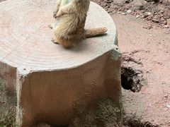 -中国大熊猫保护研究中心雅安碧峰峡基地