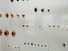 -青岛贝壳博物馆