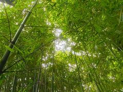 -秋霞圃