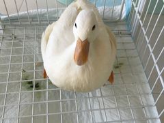 -怪兽屋·羊驼·猫咖·狗咖(俊华广场店)