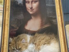 -momokira米努特·德文卷毛猫·棉花面纱犬