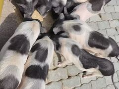 -无锡动物园·太湖欢乐园