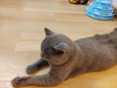 -猫咪派对(江南西店)
