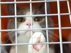 -纳吉亚猫专科动物医院博雅分院