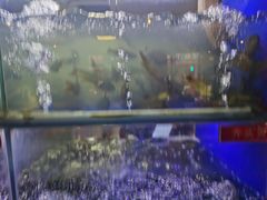 -石锅苗苗鱼(武汉首店)
