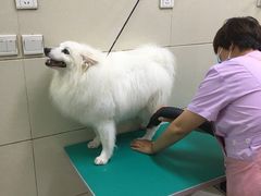 -北京观赏动物医院·24小时大型综合·猫专科·异宠专科