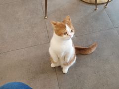 -飞行喵MR PILOT|猫舍·猫咖(静安大融城店)