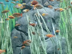 -上海海洋水族馆