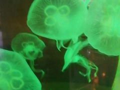 景点-上海欢乐谷