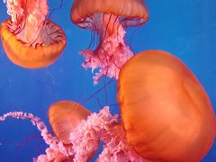 -太平洋海底世界