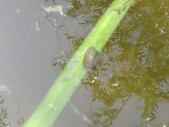 -武清南湖绿博园