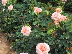 -人民公园(罗湖区)