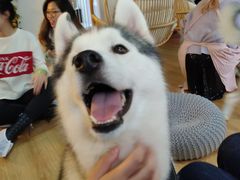 -Husky Go! 哈士奇体验馆·宠物咖啡厅狗咖