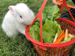 -前小桔亲子创意农场·草莓采摘·露营烧烤