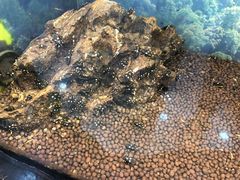 -上海大自然野生昆虫馆(东方明珠·爬宠昆虫探索中心)