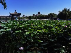 -莲花池公园