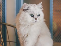 -喵屿·大理花园猫咖