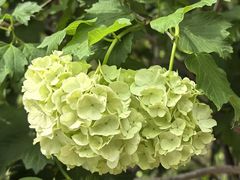 -上海鲜花港