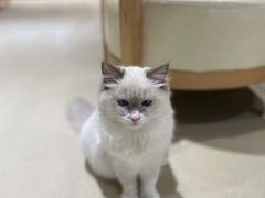 -藏猫猫咖啡主题馆(中央大道店)