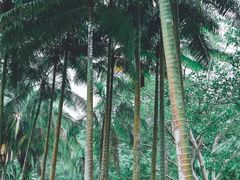 -中国科学院西双版纳热带植物园