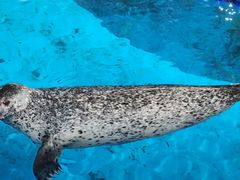 -海合安武汉极地海洋公园