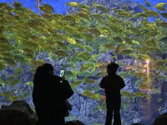 -芜湖新华联大白鲸海洋公园