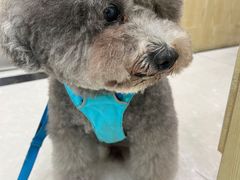 -瑞鹏宠物医院犬猫全科(真大分院)