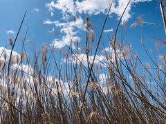 -野鸭湖国家湿地公园