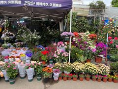 -平吉花卉市场
