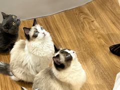 -COLOR PETS 撸猫馆·购猫·猫咖(长风大悦城店)