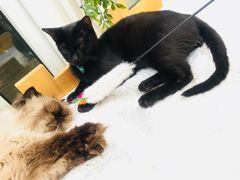 -猫小院猫主题咖啡厅(北锣店)