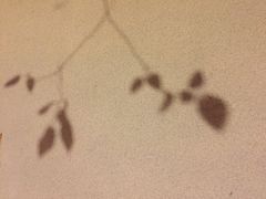 -海博汇蒸汽海鲜