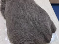 -佩兹宠物医院肿瘤专科·眼科·牙科(黄浦店)